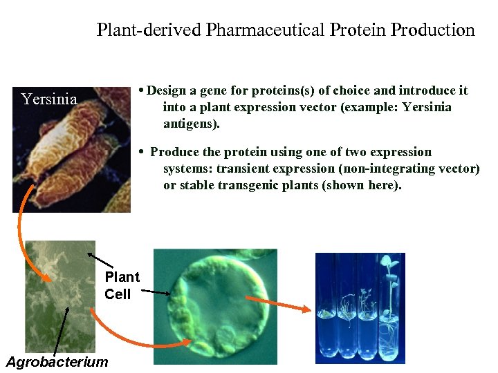 Plant-derived Pharmaceutical Protein Production • Design a gene for proteins(s) of choice and introduce