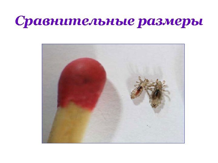 Сравнительные размеры 