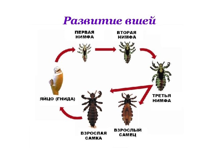 Развитие вшей 
