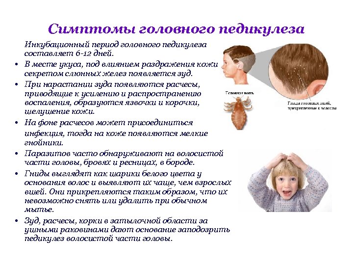 Симптомы головного педикулеза • • • Инкубационный период головного педикулеза составляет 6 -12 дней.