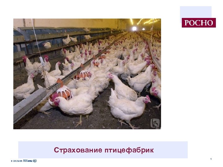 Страхование птицефабрик 1 