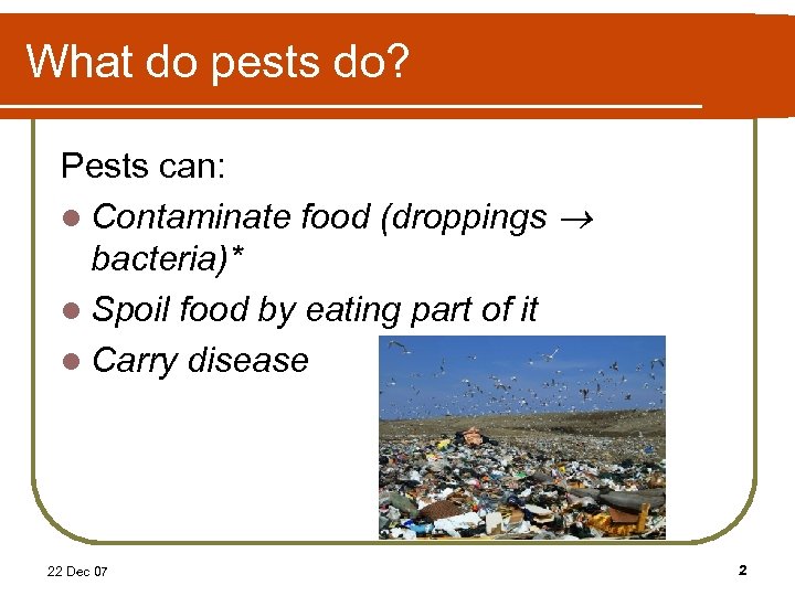 What do pests do? Pests can: l Contaminate food (droppings bacteria)* l Spoil food