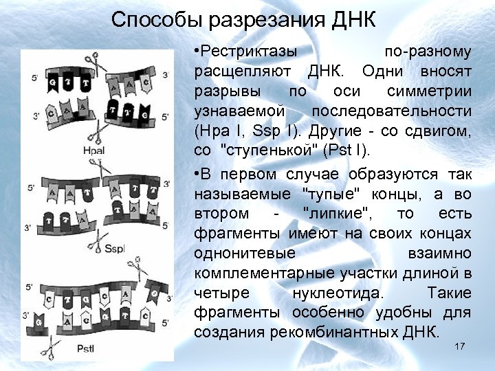 Способы разрезания ДНК • Рестриктазы по-разному расщепляют ДНК. Одни вносят разрывы по оси симметрии