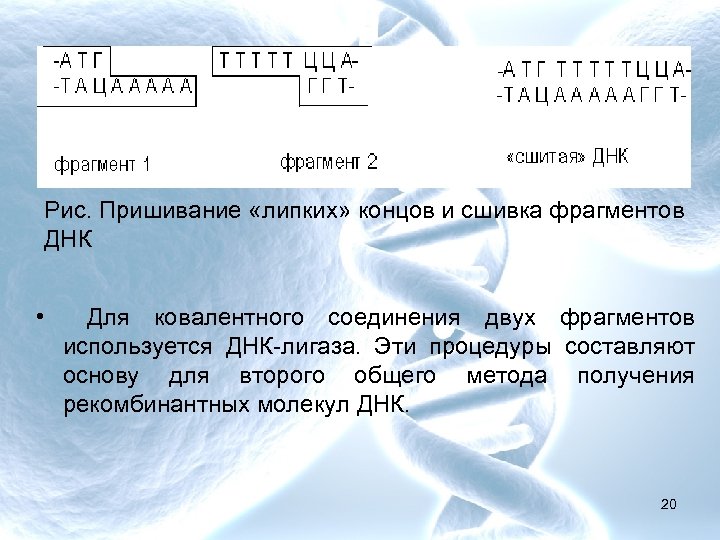 Рис. Пришивание «липких» концов и сшивка фрагментов ДНК • Для ковалентного соединения двух фрагментов