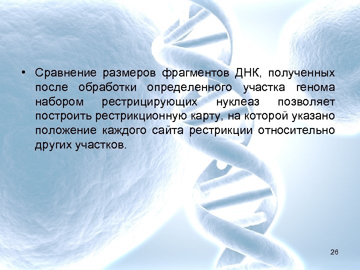  • Сравнение размеров фрагментов ДНК, полученных после обработки определенного участка генома набором рестрицирующих