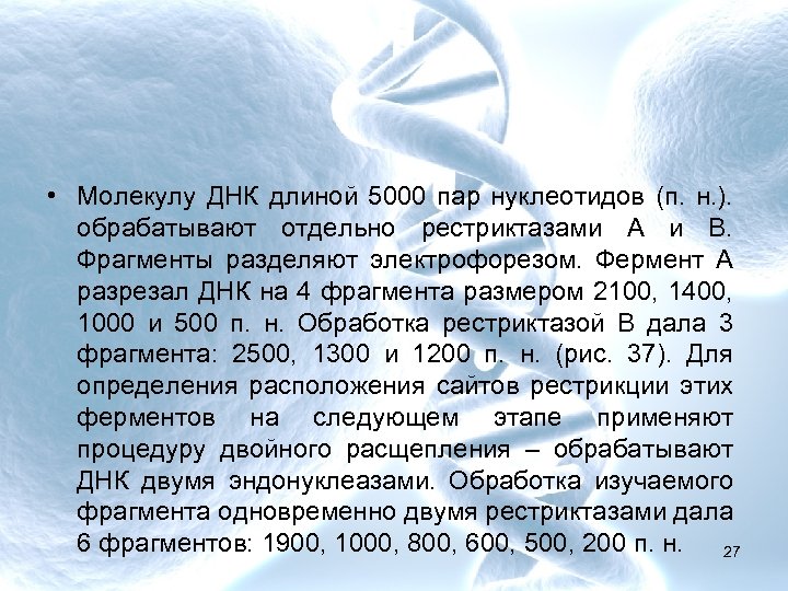  • Молекулу ДНК длиной 5000 пар нуклеотидов (п. н. ). обрабатывают отдельно рестриктазами
