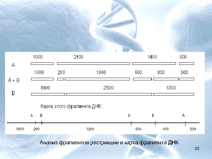 Длина фрагмента днк