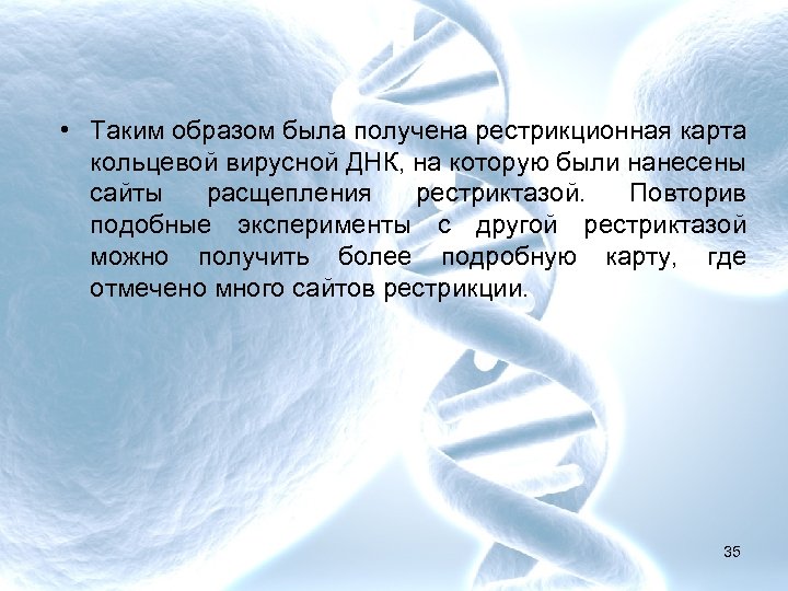  • Таким образом была получена рестрикционная карта кольцевой вирусной ДНК, на которую были