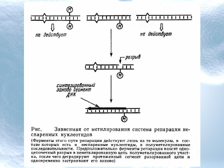 Система рестрикции модификации. Ар-эндонуклеазы. Кэп зависимая эндонуклеаза. Эндонуклеазы рестрикции для РНК. Рестрикция легких цепей.