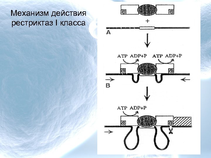 Механизм действия рестриктаз I класса 