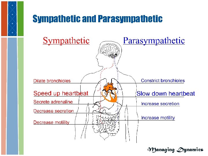 Sympathetic and Parasympathetic Managing Dynamics 