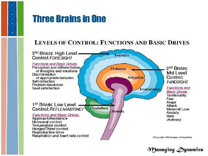 Three Brains in One Managing Dynamics 