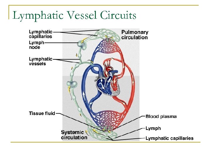 Lymphatic Vessel Circuits 