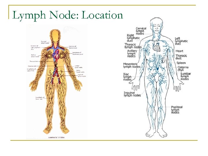 Lymph Node: Location 
