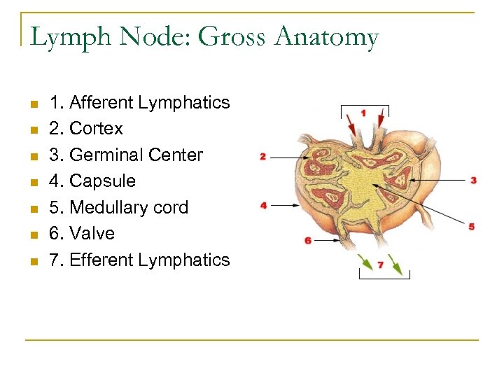 Lymph Node: Gross Anatomy n n n n 1. Afferent Lymphatics 2. Cortex 3.