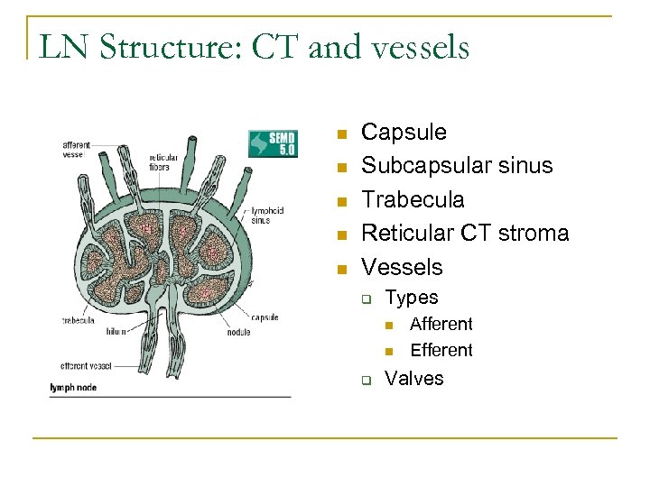 LN Structure: CT and vessels n n n Capsule Subcapsular sinus Trabecula Reticular CT