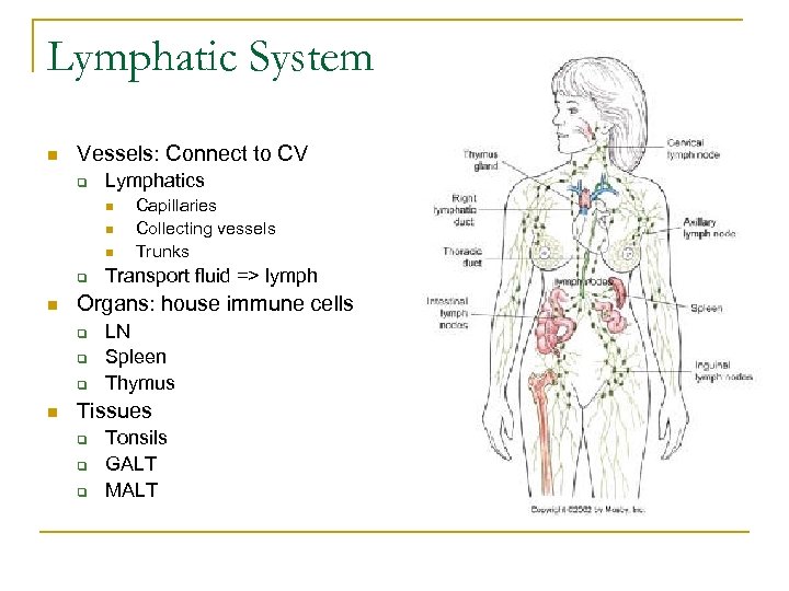 Lymphatic System n Vessels: Connect to CV q Lymphatics n n n q n
