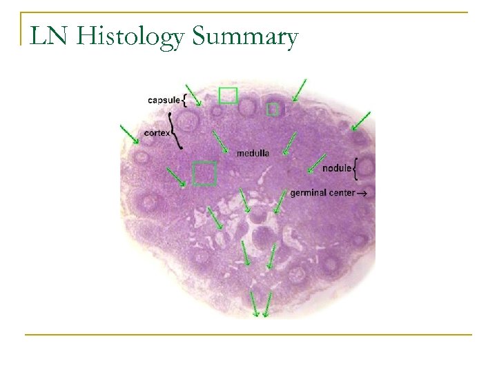 LN Histology Summary 
