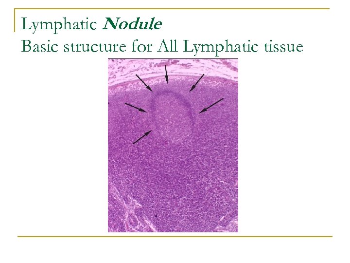 Lymphatic Nodule : Basic structure for All Lymphatic tissue 
