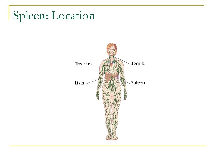 Spleen: Location 
