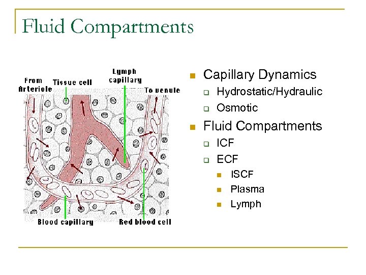 Fluid Compartments n Capillary Dynamics q q n Hydrostatic/Hydraulic Osmotic Fluid Compartments q q