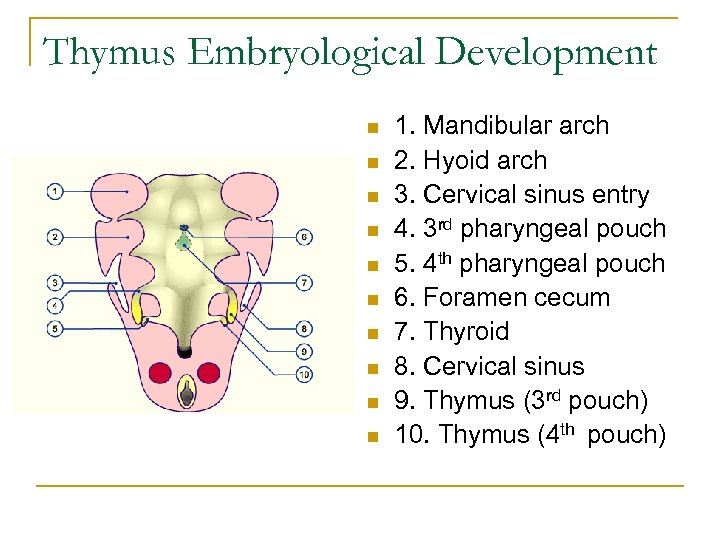 Thymus Embryological Development n n n n n 1. Mandibular arch 2. Hyoid arch