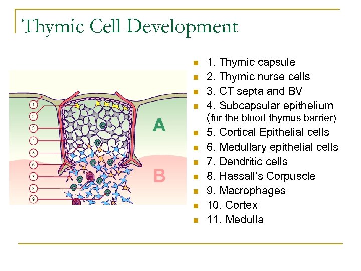 Thymic Cell Development n n n 1. Thymic capsule 2. Thymic nurse cells 3.