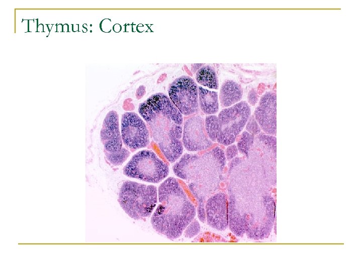 Thymus: Cortex 