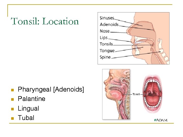 Tonsil: Location n n Pharyngeal [Adenoids] Palantine Lingual Tubal 