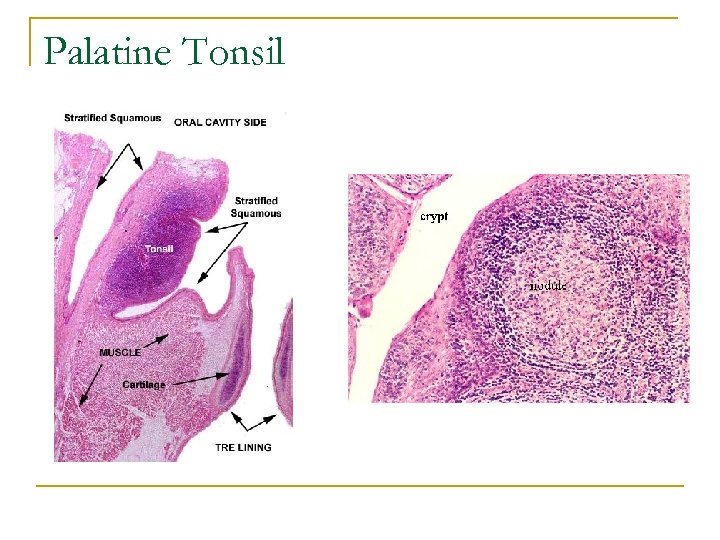 Palatine Tonsil 