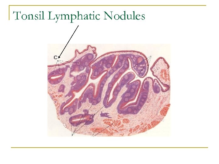 Tonsil Lymphatic Nodules 