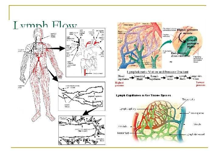 Lymph Flow 