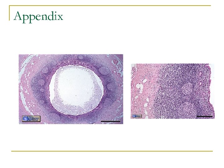 Appendix 