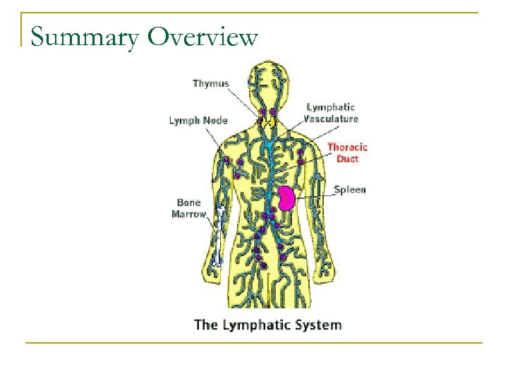 Summary Overview 