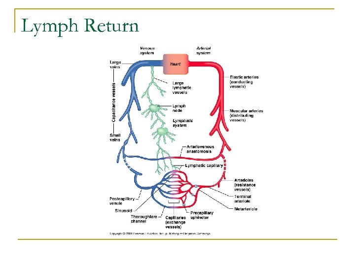 Lymph Return 