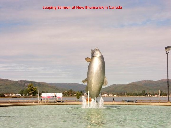Leaping Salmon at New Brunswick in Canada 