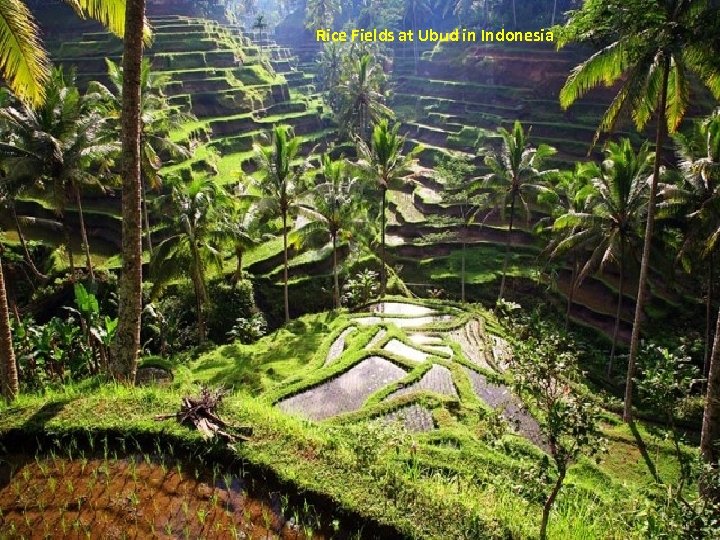 Rice Fields at Ubud in Indonesia 