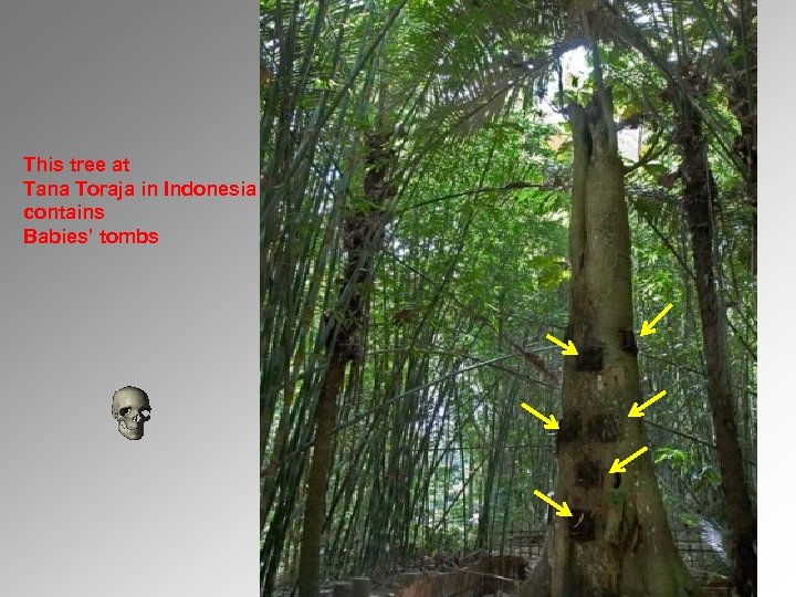 This tree at Tana Toraja in Indonesia contains Babies’ tombs 