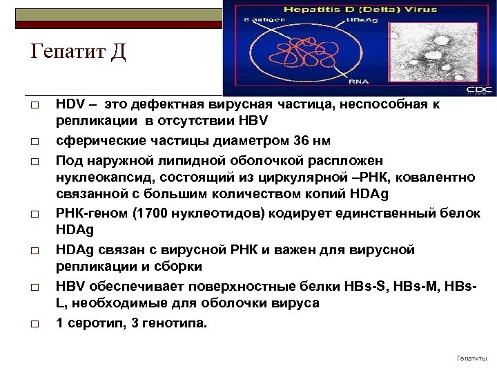 Гепатит Д o o o o HDV – это дефектная вирусная частица, неспособная к