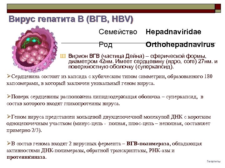 Вирус гепатита B (ВГB, HBV) Семейство Hepadnaviridae Род Orthohepadnavirus Ш Вирион ВГВ (частица Дейна)