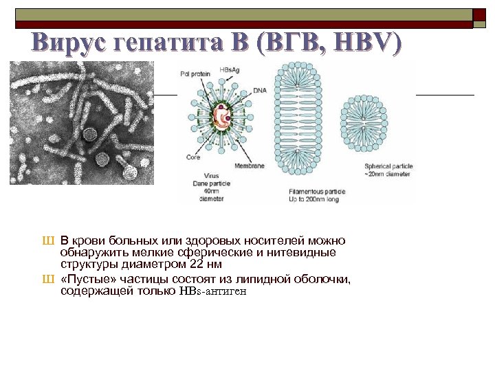 Вирус гепатита B (ВГB, HBV) Ш В крови больных или здоровых носителей можно обнаружить