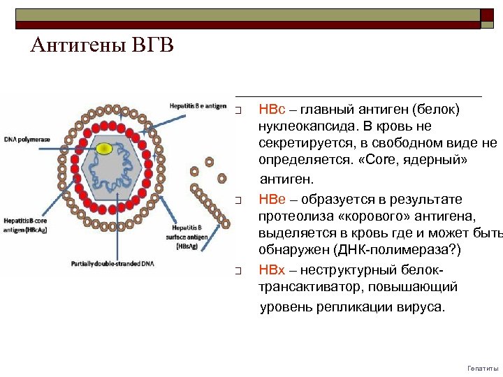 Антигены ВГВ o o o HBс – главный антиген (белок) нуклеокапсида. В кровь не