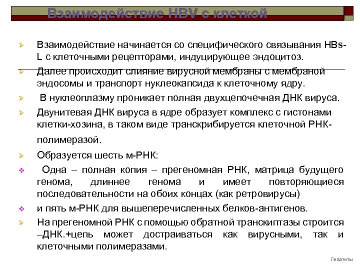 Взаимодействие НВV с клеткой Ø Ø Взаимодействие начинается со специфического связывания HBs. L с