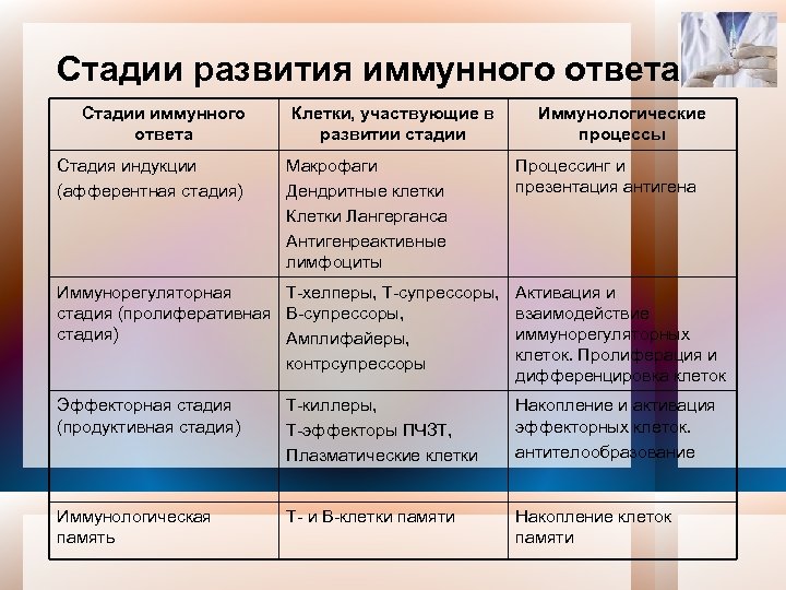 Периоды иммунного ответа. Стадии адаптивного иммунного ответа. Стадии развития иммунного ответа.