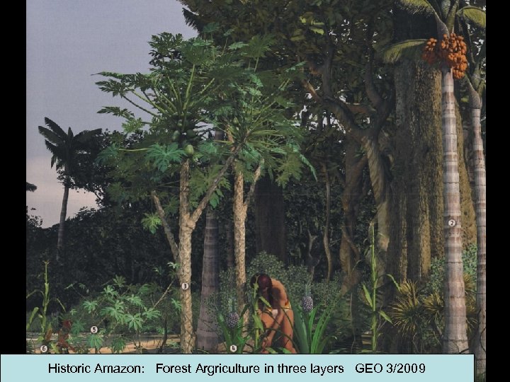 Historic Amazon: Forest Argriculture in three layers GEO 3/2009 