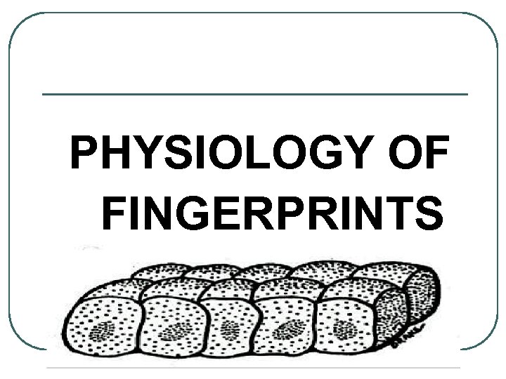 PHYSIOLOGY OF FINGERPRINTS 