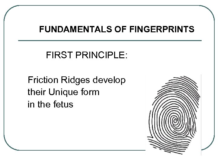 FUNDAMENTALS OF FINGERPRINTS FIRST PRINCIPLE: Friction Ridges develop their Unique form in the fetus