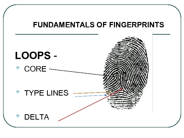 FUNDAMENTALS OF FINGERPRINTS LOOPS - • CORE • TYPE LINES • DELTA 