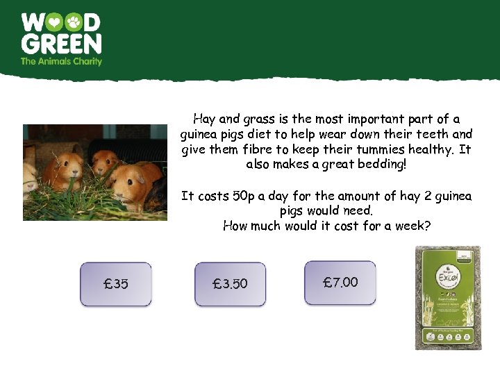 Hay and grass is the most important part of a guinea pigs diet to