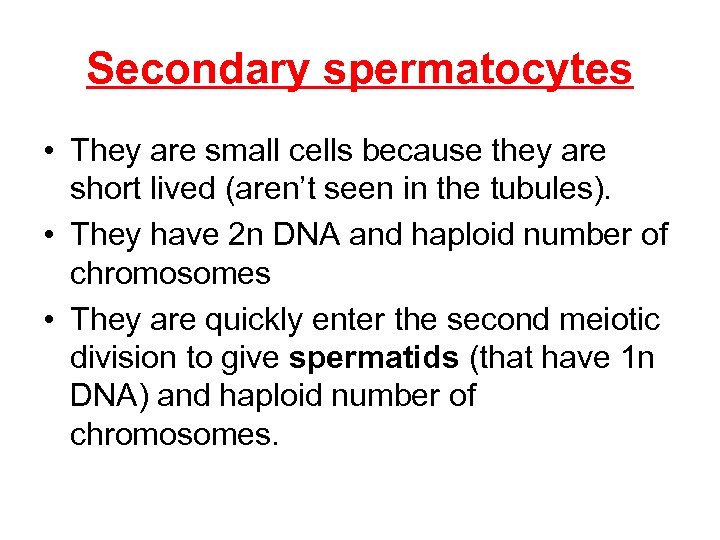 Secondary spermatocytes • They are small cells because they are short lived (aren’t seen
